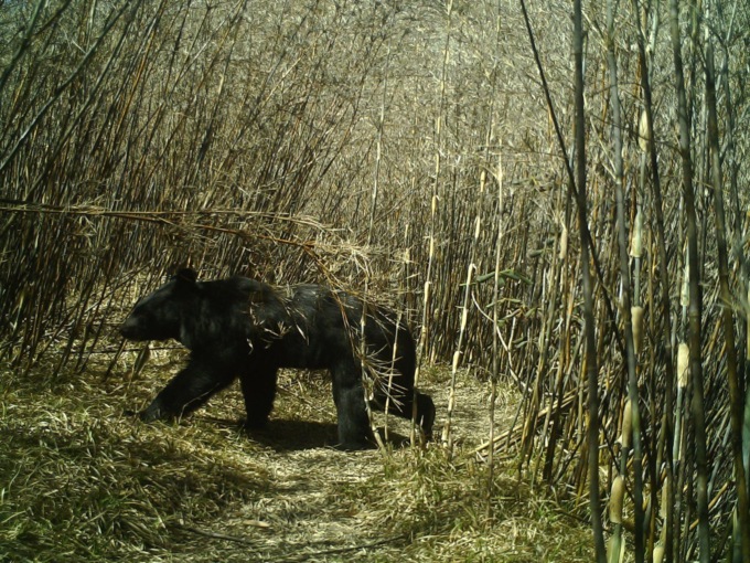 Cina: biodiversità nei monti Gaoligong (1)