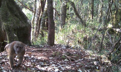 Cina: biodiversità nei monti Gaoligong (2)