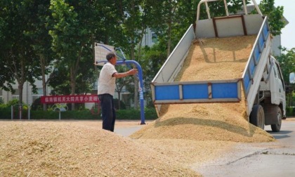 Cina: registrato abbondante raccolto di cereali estivi