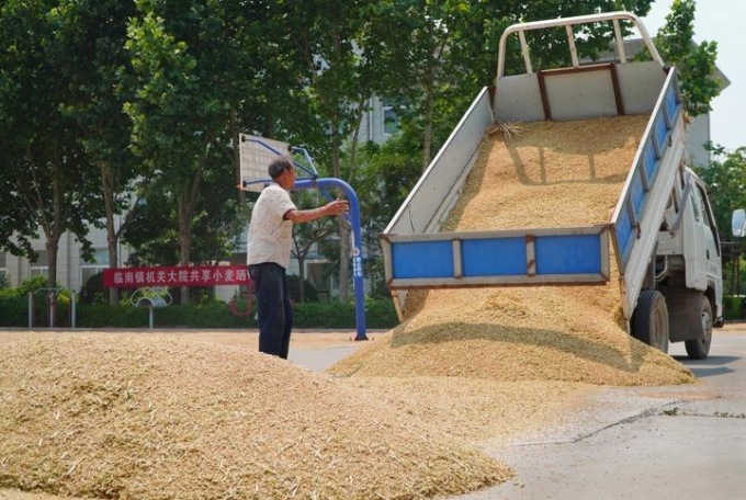 Cina: registrato abbondante raccolto di cereali estivi