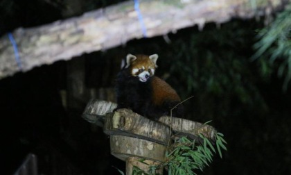 CINA: ZOO DI SHANGHAI PROGRAMMA VISITE NOTTURNE (1)