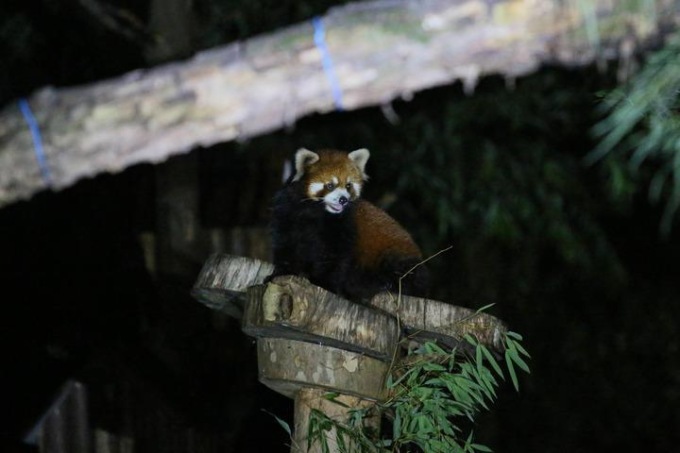 CINA: ZOO DI SHANGHAI PROGRAMMA VISITE NOTTURNE (1)