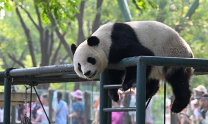 Cina: panda gigante Xi Le festeggia 10mo compleanno in zoo di Tianjin (3)