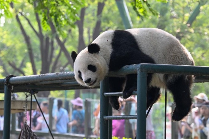 Cina: panda gigante Xi Le festeggia 10mo compleanno in zoo di Tianjin (3)