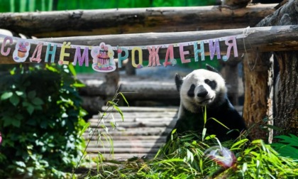 Russia: panda giganti dalla Cina festeggiano compleanno a Mosca (3)
