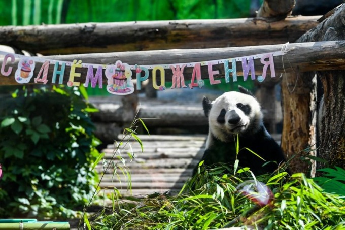 Russia: panda giganti dalla Cina festeggiano compleanno a Mosca (3)