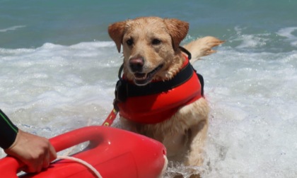 REGIONE: I CANI BAGNINO SULLE SPIAGGE DEL LAZIO