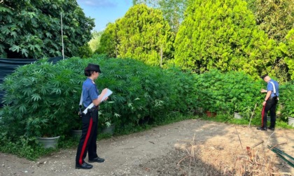 ROMA: PIANTAGIONE DI MARIJUANA IN CASA, FAMIGLIA IN MANETTE