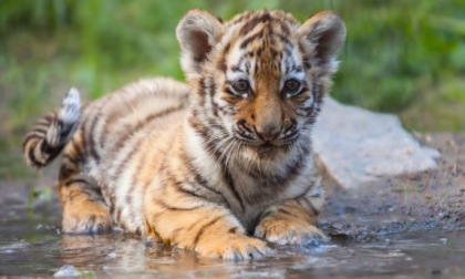 Cina: graziosi cuccioli di tigre siberiana giocano nell'Heilongjiang