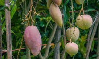 Bangladesh: "Capitale del mango" produce frutta organica con metodi cinesi