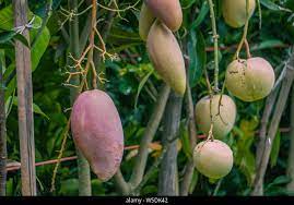 Bangladesh: “Capitale del mango” produce frutta organica con metodi cinesi