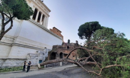 ROMA: CADE UN PINO AI PIEDI DEL CAMPIDOGLIO
