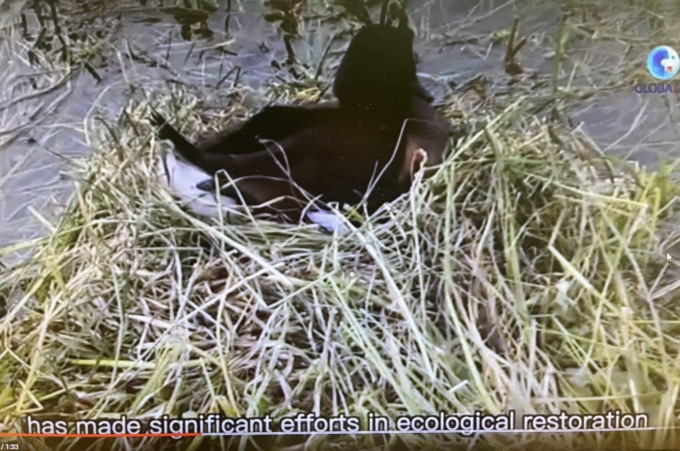 Cina: specie di anatra a rischio trova habitat ideale nell’Anhui