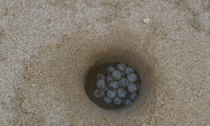 TERRACINA: BADINO, SCOPERTO NIDO DI UOVA DI TARTARUGA CARETTA CARETTA