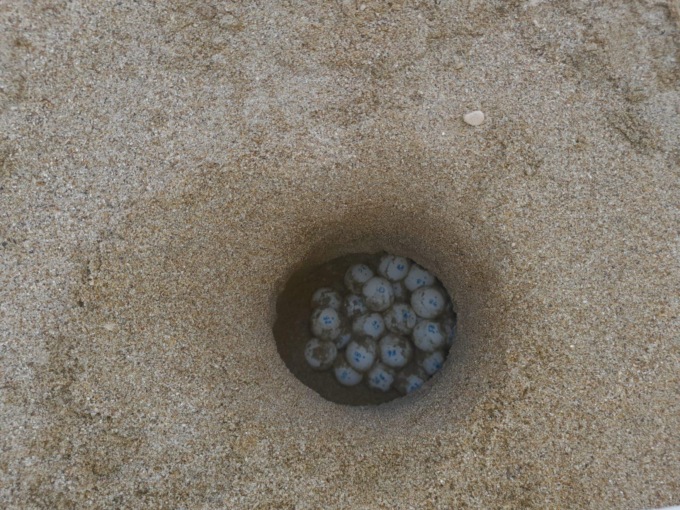 TERRACINA: BADINO, SCOPERTO NIDO DI UOVA DI TARTARUGA CARETTA CARETTA