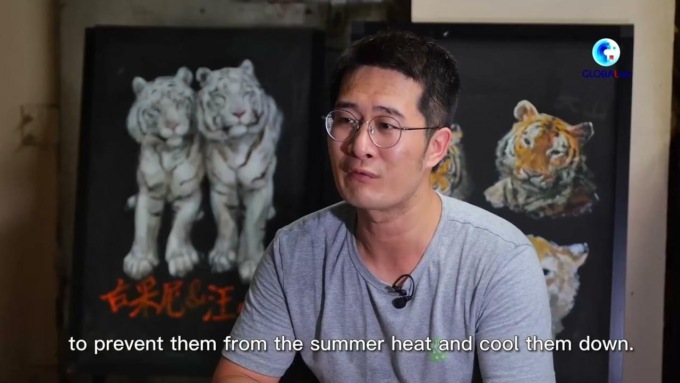 Cina: zoo di Nanchino offre prospettiva unica su tigri