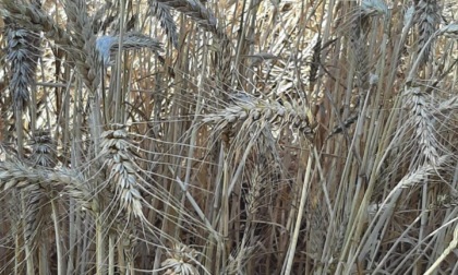 BORGO HERMADA: "IL SOGNO DEL GRANO", APPUNTAMENTO NEL WEEK END