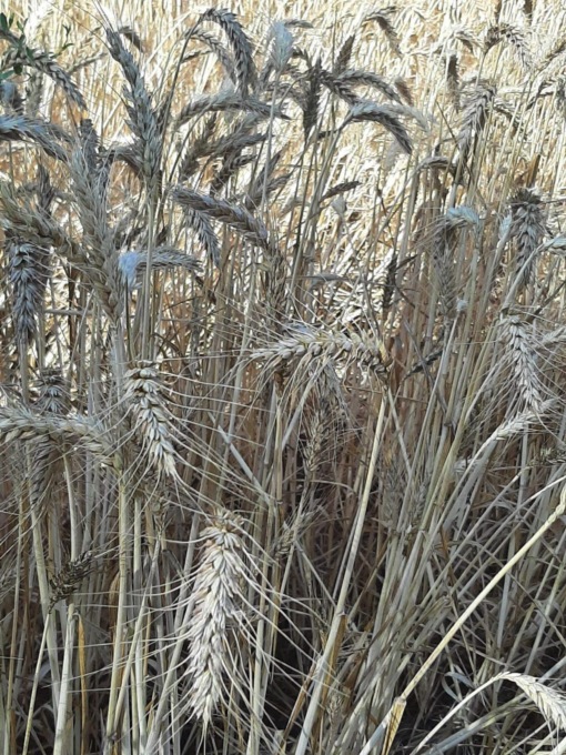 BORGO HERMADA: “IL SOGNO DEL GRANO”, APPUNTAMENTO NEL WEEK END