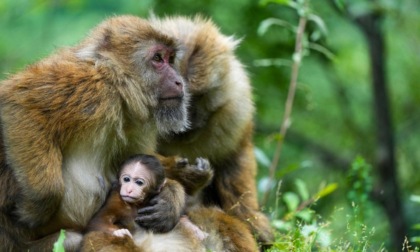 Cina: Tibet, macachi nella contea di Cona (2)
