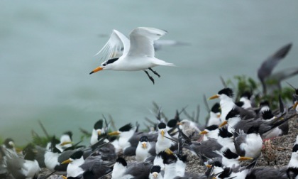 Cina: custodi dedicano decennio a protezione rondini di mare in pericolo