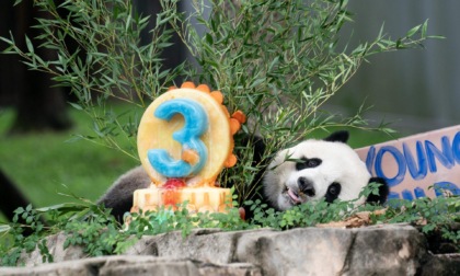 Cucciolo di panda gigante festeggia terzo compleanno a Washington