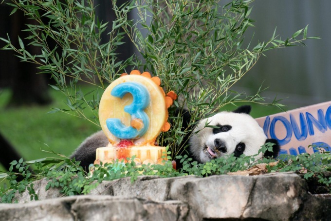 Cucciolo di panda gigante festeggia terzo compleanno a Washington