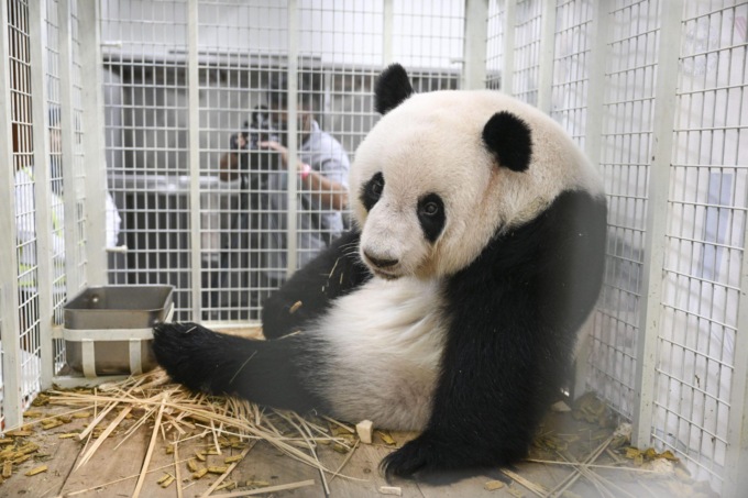 Malesia: due cuccioli di panda gigante nati qui tornano in Cina