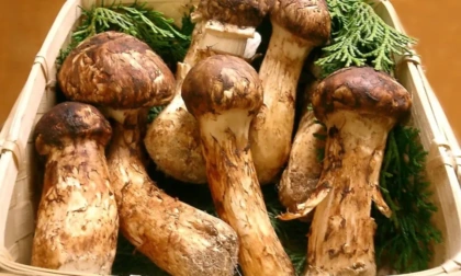 Cina: Tibet, funghi Matsutake prendono il volo a Linzhi
