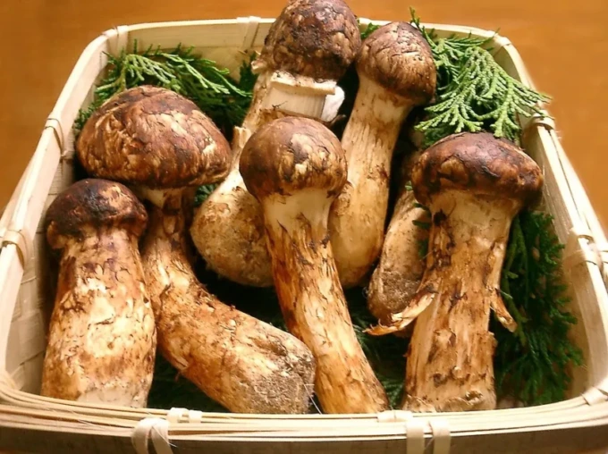 Cina: Tibet, funghi Matsutake prendono il volo a Linzhi