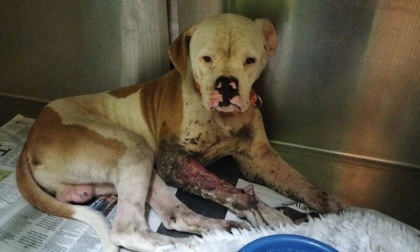 LANUVIO: CANE MALTRATTATO LEGATO AD UN PALO