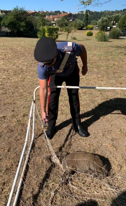 CASTELNUOVO DI PORTO: CUCCIOLO DI CINGHIALE INCASTRATO NELLA RETE DA CALCETTO, SALVATO