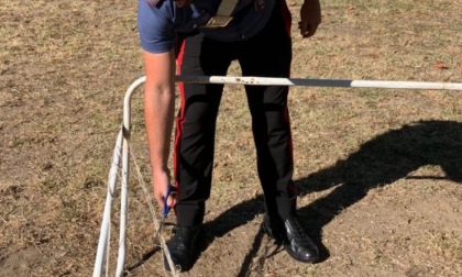 CASTELNUOVO DI PORTO: CUCCIOLO DI CINGHIALE INCASTRATO NELLA RETE DA CALCETTO, SALVATO