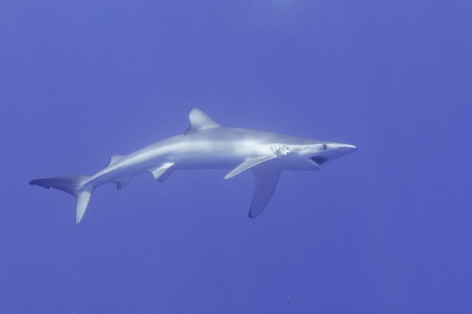 TOR SAN LORENZO: AVVISTATO UNO SQUALO AZZURRO