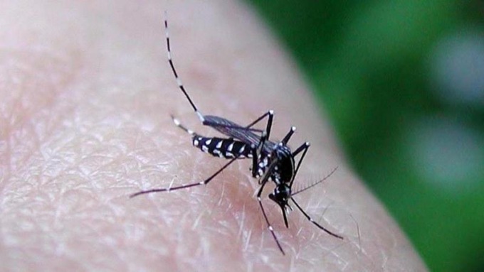 SAN FELICE CIRCEO: DENGUE, IL MONITORAGGIO DEL MINISTERO