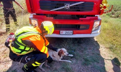 PONTINIA: I VIGILI DEL FUOCO SALVANO CANE IN UN CANALE