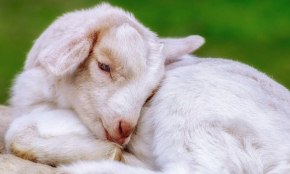 ANAGNI: UCCIDONO A CALCI UNA CAPRETTA PER DIVERTIMENTO