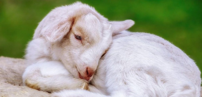 ANAGNI: UCCIDONO A CALCI UNA CAPRETTA PER DIVERTIMENTO