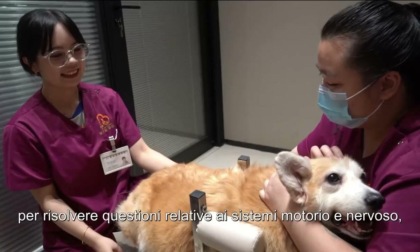 Cina: Nanning, esploriamo trattamenti di MTC per animali domestici