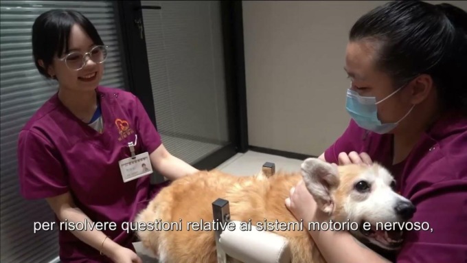 Cina: Nanning, esploriamo trattamenti di MTC per animali domestici