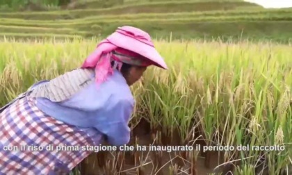 Cina: patrimonio mondiale dello Yunnan, raccolta di risone nei terrazzamenti di Hani