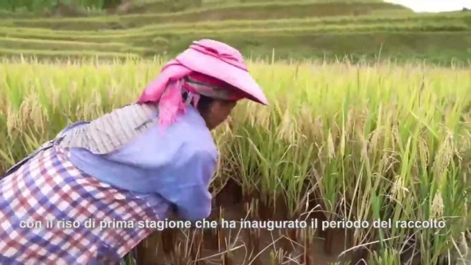Cina: patrimonio mondiale dello Yunnan, raccolta di risone nei terrazzamenti di Hani