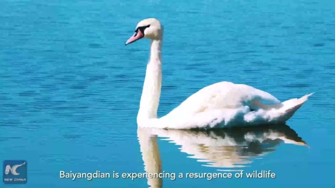 Cina: Xi Jinping e il ripristino del lago Baiyangdian