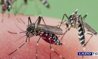 CISTERNA DI LATINA: CASO SOSPETTO DI DENGUE, L’ORDINANZA DEL SINDACO