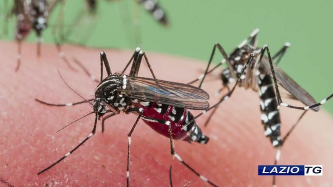 CISTERNA DI LATINA: CASO SOSPETTO DI DENGUE, L’ORDINANZA DEL SINDACO