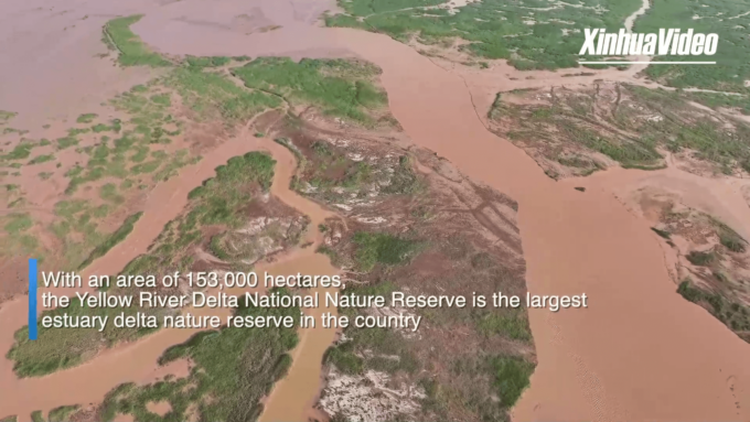 Cina: uccelli selvatici trovano casa nel delta del fiume Giallo