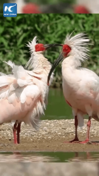 Cina: Ibis crestati si godono l’estate nello Shaanxi