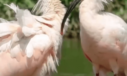 Cina: Ibis crestati si godono l'estate nello Shaanxi