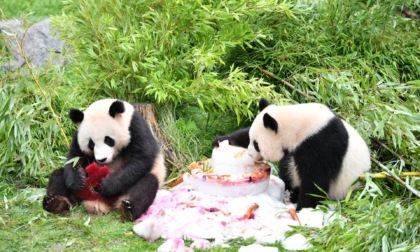 Germania: Zoo Berlino, gemelli panda gigante festeggiano compleanno (2)