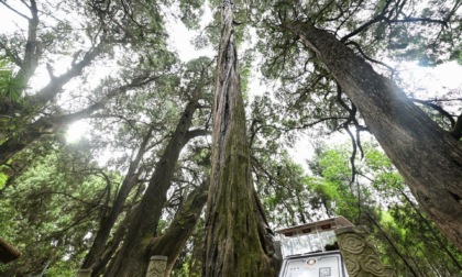 Cina: lancia piattaforma di big data per gestire alberi antichi, famosi