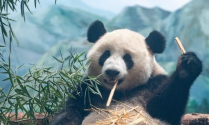 Cina: panda giganti arrivano a Zoo di Wuhan (2)